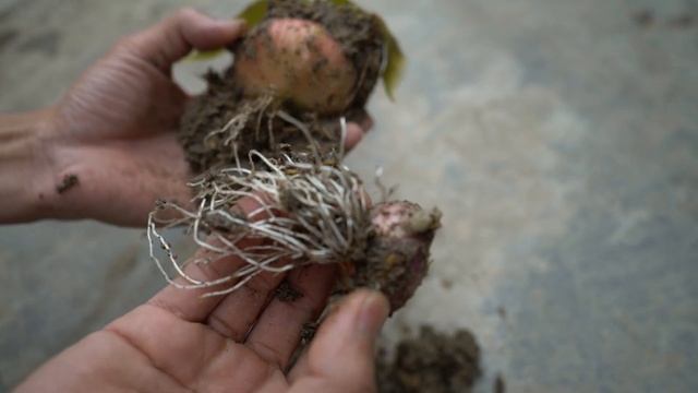 suddenly Planting a Java Apple Tree Grow Fast And Succeed With Java Apples With Onion Stimulation смотреть онлайн