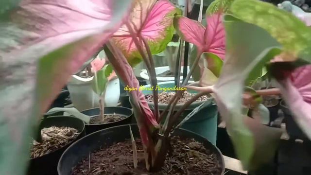 Caladium Sweetheart/redpink/jaguar