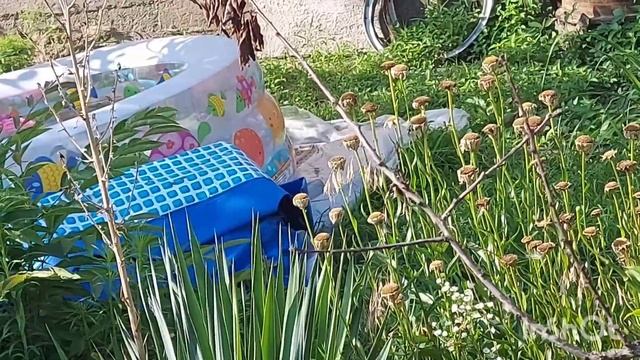 Многие Цветы из Европы и все по себе красивые смотреть онлайн