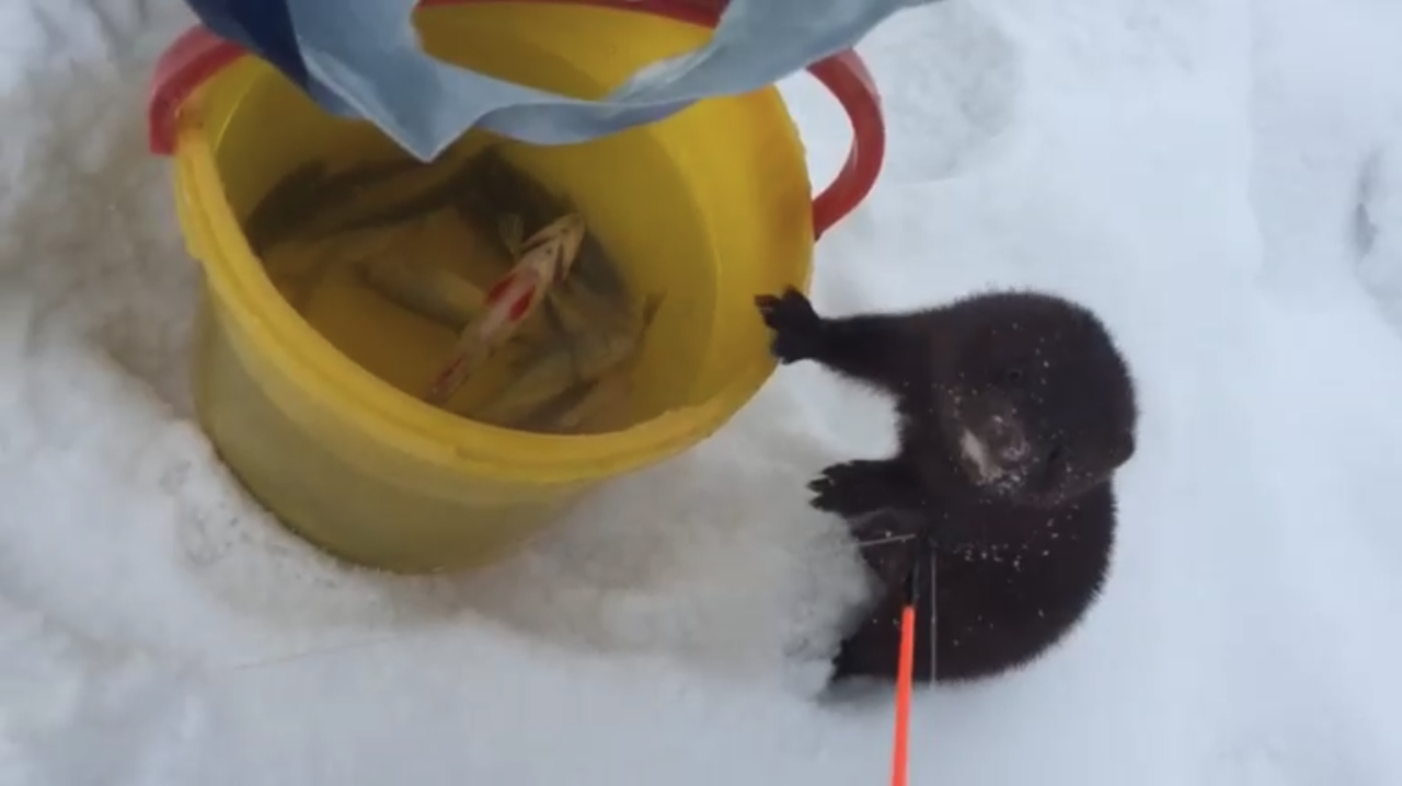 голодная норка смотреть онлайн