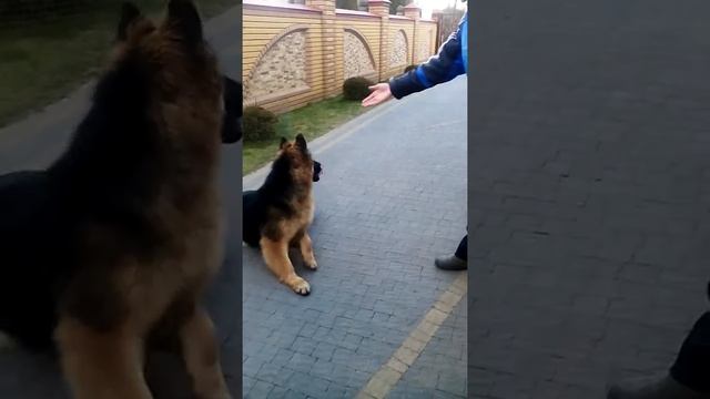 дрессировка немецкой овчарки 8 мес смотреть онлайн