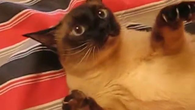 видео2 сиамский кот смотреть онлайн