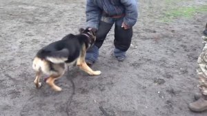 Восточно-европейская овчарка Аз видео занятия по защите