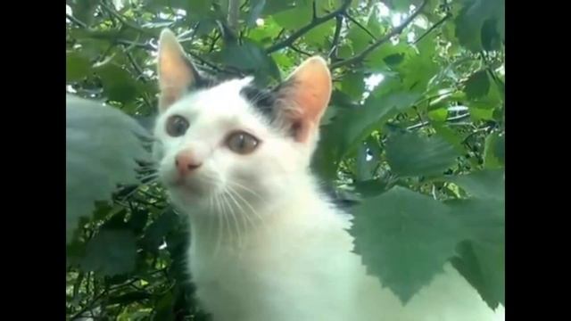 мой дом россия Сергей Голощапов МБУК"ШКДЦ" Тульская обл.#культура71#ДеньРоссии#ПобтебемояРоссия смотреть онлайн