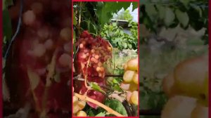 виноград 'Багровый'