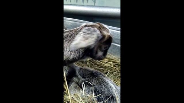 Коза родила / Окот / Козлята смотреть онлайн