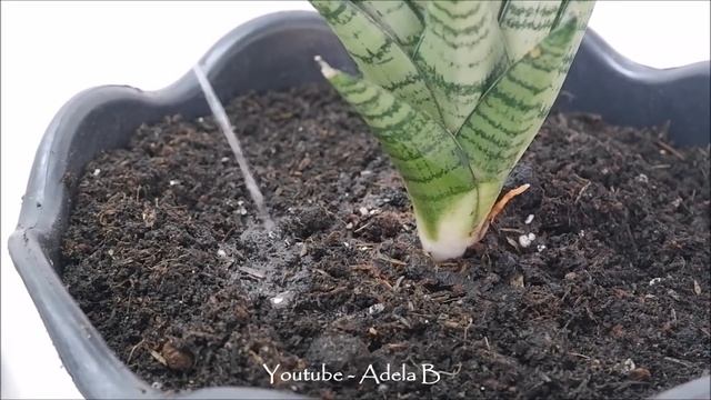 Sansevieria Francisii Propagation and Care from Leaf Cuttings смотреть онлайн