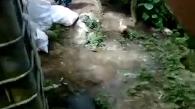 The setting hen film by Richard Gibson смотреть онлайн