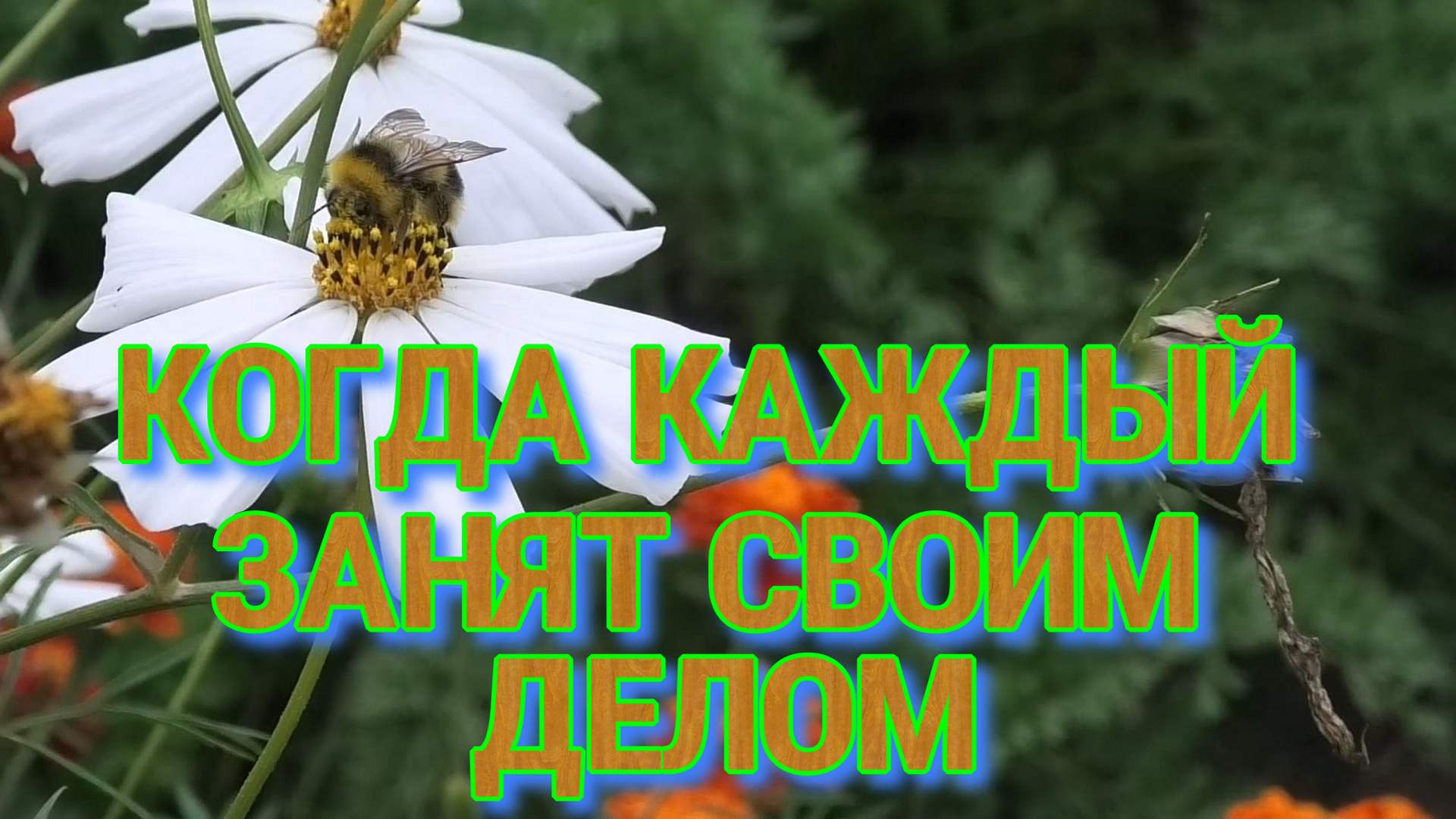 ЛЕТНИЕ ЗАРИСОВКИ. АВГУСТОВСКИЕ ОТВОДКИ смотреть онлайн