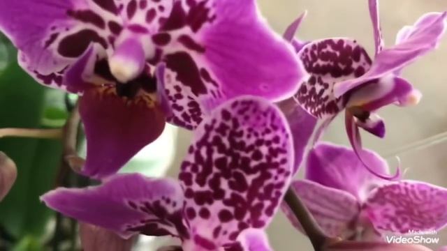 Свежие Орхидеи в Оби! Каскады, Фронтеры. смотреть онлайн