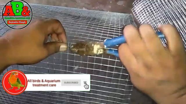 How make birds cage at home in hindi | making birds cage | love birds cage | birds Cage смотреть онлайн