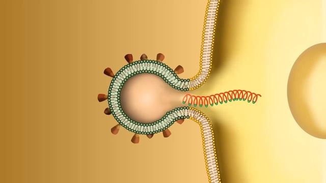 SARS-CoV-2 (Covid-19) Infection Process смотреть онлайн