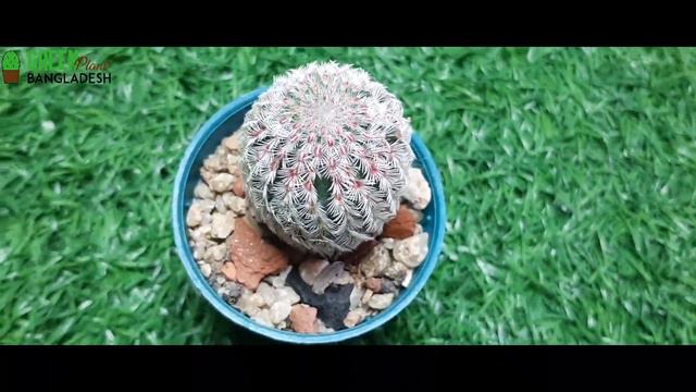 Rainbow Cactus | Green Plant Bangladesh 2021 смотреть онлайн