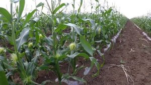 Сахарная кукуруза - серия 16. Как и чем удобрять кукурузу для налива початка. Цинк на кукурузе.