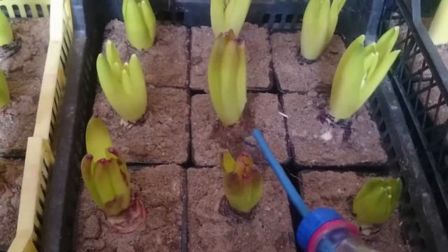 Выгонка гиацинтов, Как правильно производить выгонку гиацинтов. Обзор нашей выгонки. Сезон 2021 смотреть онлайн