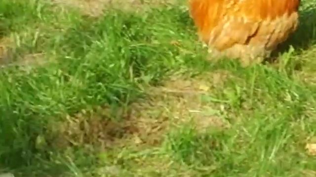 Карликовые кохинхины - палевый окрас, красивейшая птица\Собачка такса Лола смотреть онлайн