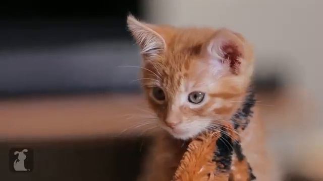 purr roar смотреть онлайн
