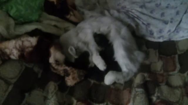 Сірка годує кошенят