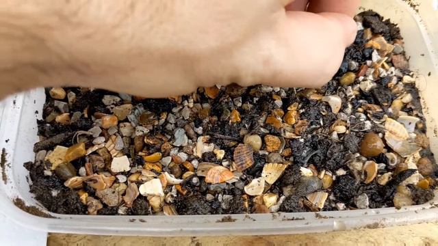 Growing Lophophora Williamsii (Peyote) from seed is easy смотреть онлайн