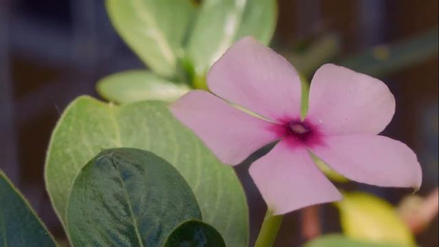 Panasonic G5 Teleconverter Test смотреть онлайн