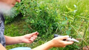 Жимолость Синяя птица. Брикс. Дегустация.