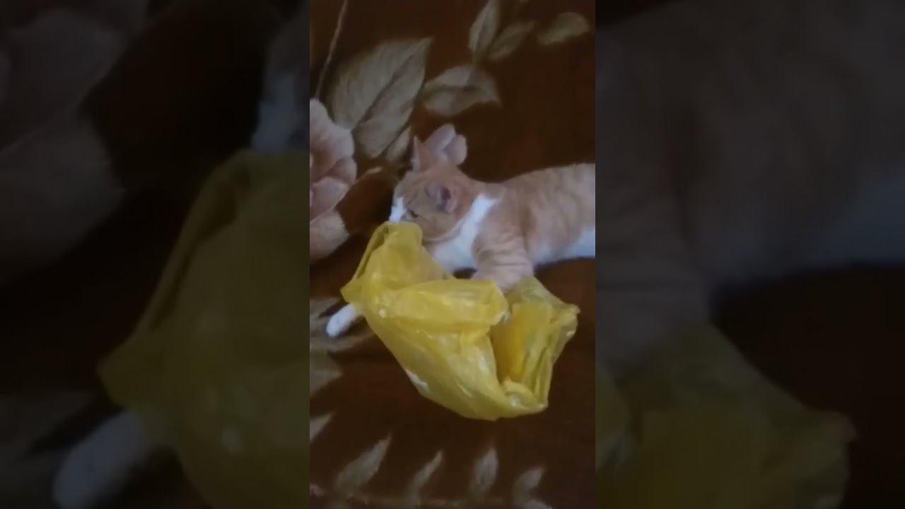 #shortsvideo #рекомендации #батя #shortsclip #subscribe #shortsadoptme #адя #котик #пакетики