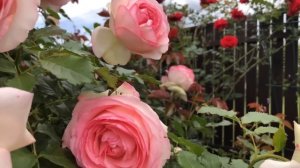 Восхитительная Пьер де Ронсар ?Прогулка по саду. Обзор плетистых роз.