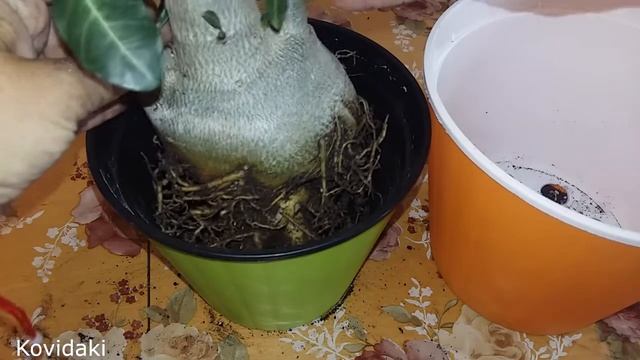 Как пересадить взрослый Адениум смотреть онлайн