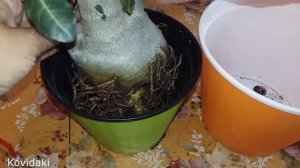 Как пересадить взрослый Адениум