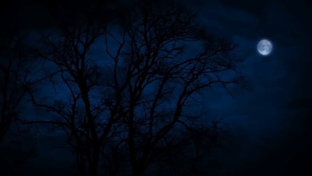 Tree Tops Blowing On A Windy Night Under The Moonlight For Sleep,  Insomnia, Tinnitus