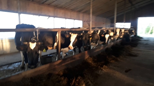 Племенной черно-пестрый скот- продажа оптом WhatsApp +79656176005 смотреть онлайн