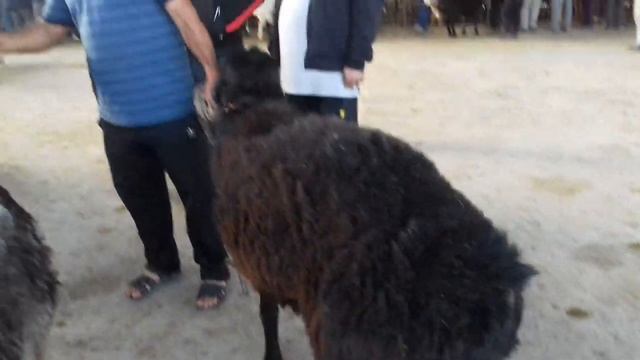 МОЛБОЗОРИ ШАХРИ ИСТАРАВШАН НАРХИ ГИССАРСКИЙ КОЧКОР... смотреть онлайн