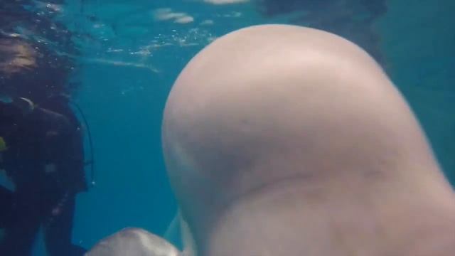 Выходной день - Дайвинг с дельфинами! - Diving with dolphins! (нереально круто!) смотреть онлайн