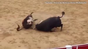 Два быка убили друг друга одним ударом на арене в испании