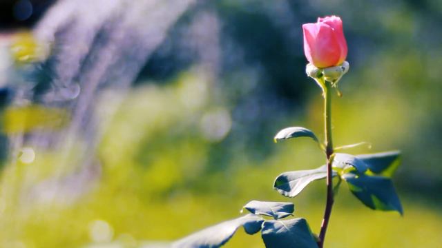 Летняя роза у фонтана | Футажи красивая природа [FullHD] смотреть онлайн