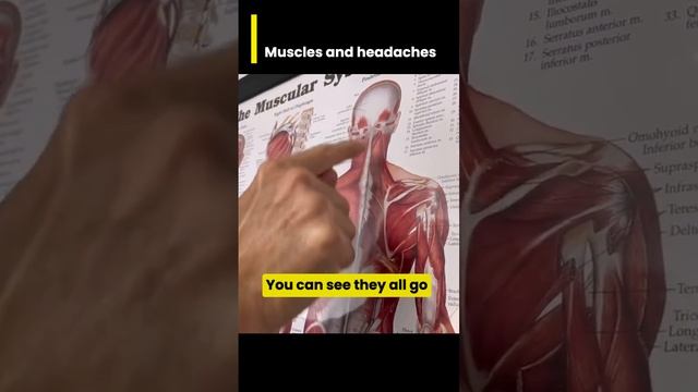 Muscles and headaches #asmr #satisfying #chiropracticadjustment смотреть онлайн