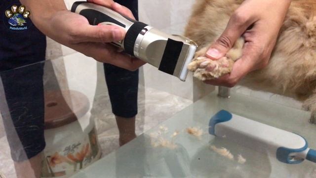 How to trim cat paws and nails? | Cleaning Cat paws | Trimming cat Paws | PetInfoWorld смотреть онлайн