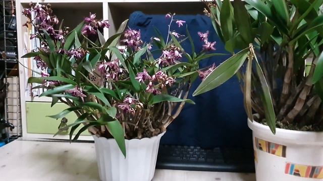 Dendrobium kingianum. Описание,уход. смотреть онлайн