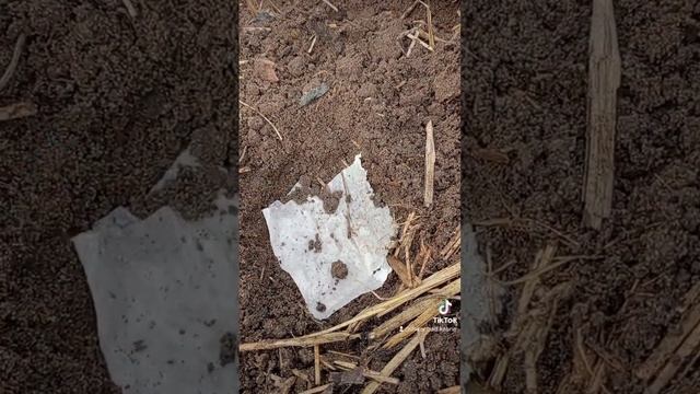 сеем редис и томаты! снег на дворе, а мы уже сеем ) смотреть онлайн
