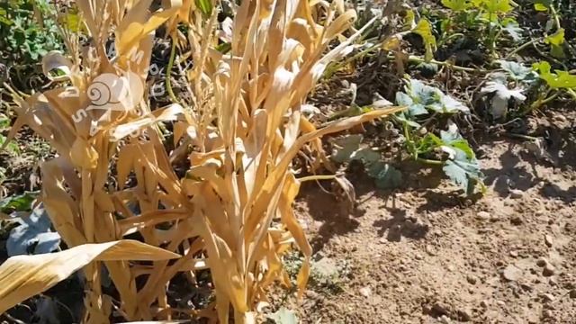 Enfermedad del Carbón del Maíz. Medidas a tomar. смотреть онлайн