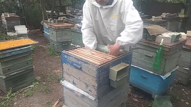 Как бороться с варроатозом? Помещаем матку в изолятор, метод неполного сиротства смотреть онлайн