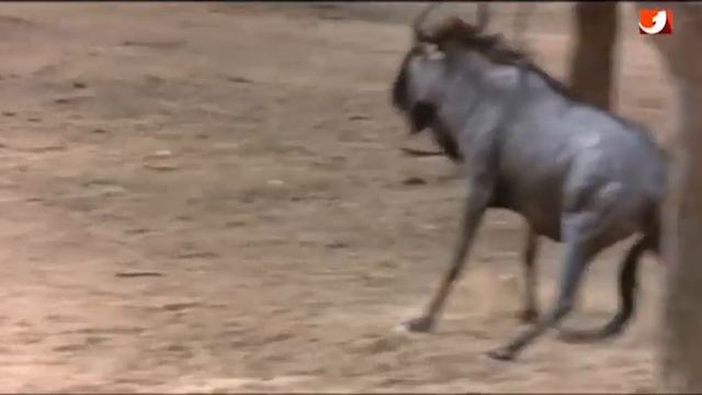 Besoffene Tiere - Die Lustige Welt Der Tiere 1974