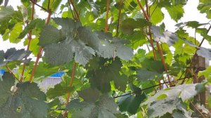 Уход за виноградом в Августе
