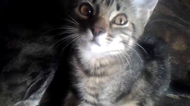 проснувшийся месячный котенок смотреть онлайн