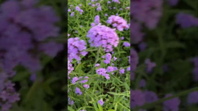 Would You Like A Verbena Bonariensis？ смотреть онлайн