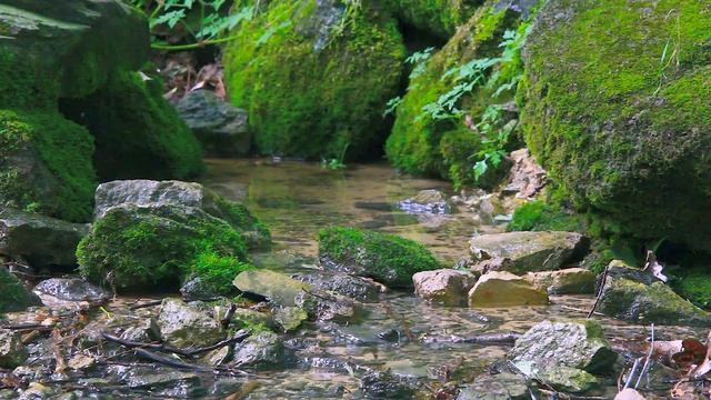 Лесной ручей  Пение птиц в лесу для сна  Успокаивающие звуки природы Soothing Sounds Of Nature  ASM