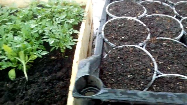 Как я пикирую Тагетисы смотреть онлайн