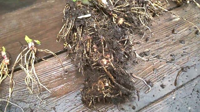 размножаем примулу делением на розетки смотреть онлайн