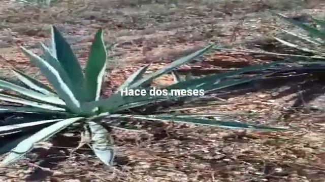 maguey espadin de dos años y 6 meses y de 6 meses смотреть онлайн