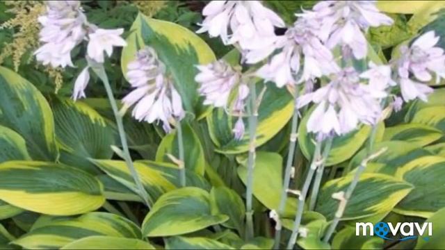 Что посадить в тени/ цветущие растения для сада смотреть онлайн